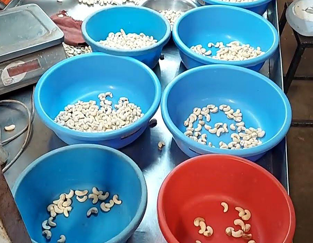 Sorting cashew kernels at a local kaju factory in Dapoli