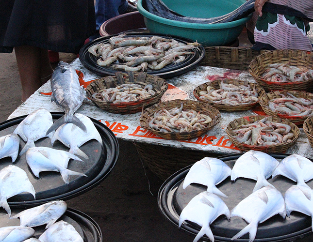 Fresh catch on display at Harne Bandar fish market near Dapoli