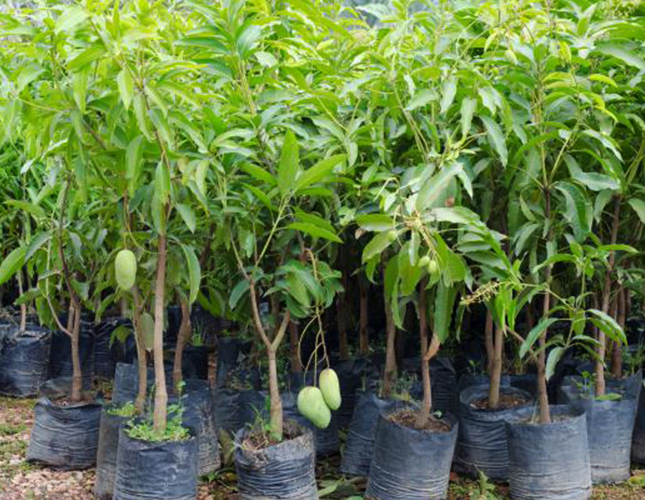 Alphonso mango saplings at a Konkan nursery near Dapoli